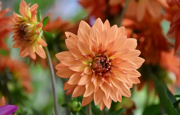 Macro, flowering, dahlias