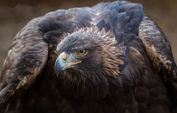 Bird, Golden eagle, Aquila chrysaetos