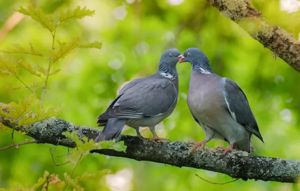Birds, pigeons, a couple