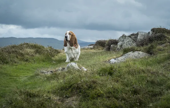 The sky, grass, clouds, stones, dog, national Park, Wales, The Basset hound
