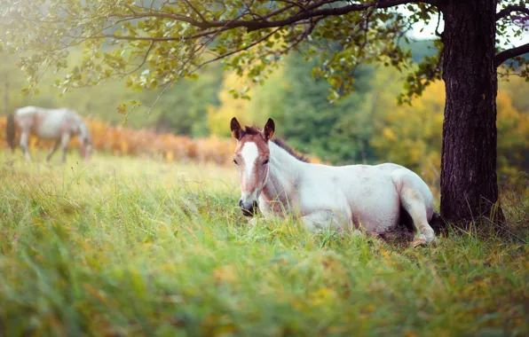 White, grass, branches, nature, tree, horse, stay, glade