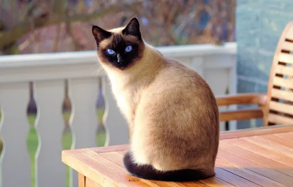 Picture cat, mustache, look, table, muzzle, ears, blue eyes, sitting