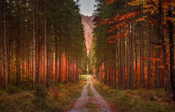 Road, forest, grass, leaves, trees, mountains, branches, nature