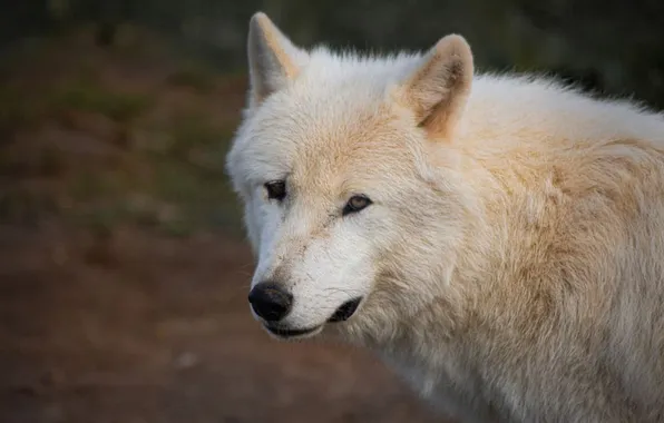 Nature, face, animal, wolf, wildlife, head, fur, mammal
