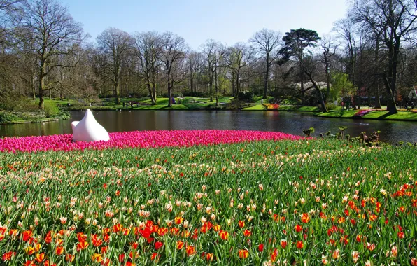 Picture the sun, trees, flowers, pond, Park, spring, tulips, Netherlands