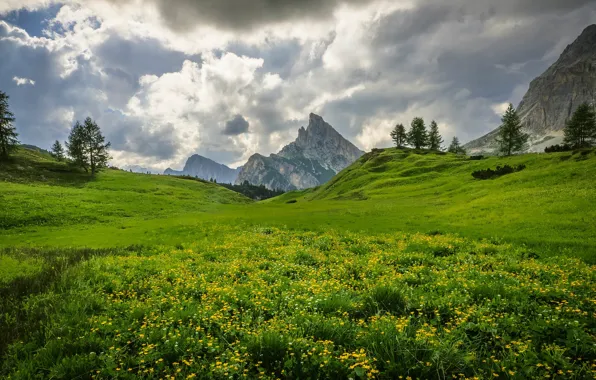 Greens, field, the sky, grass, clouds, flowers, mountains, the slopes