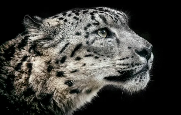 Portrait, profile, snow leopard