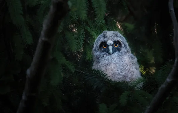 Look, branches, the dark background, owl, bird, spruce, needles, owlet