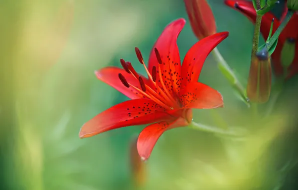 Picture macro, petals, Tiger Lily