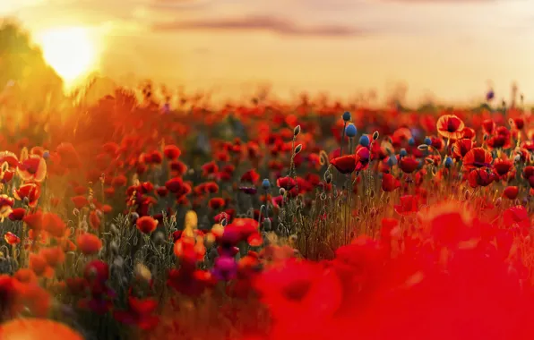 Summer, the sky, the sun, sunset, flowers, nature, bright, Maki