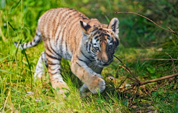 Greens, summer, grass, look, branches, nature, tiger, pose