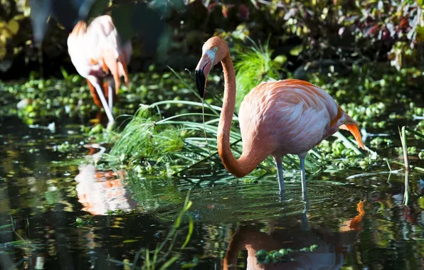 Thickets, bird, grace, Flamingo, pond
