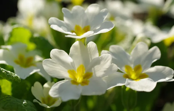 Flowers, nature, tenderness, beauty, plants, spring, primroses, flora