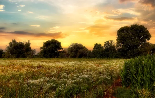Field, summer, the sky, clouds, light, trees, sunset, flowers
