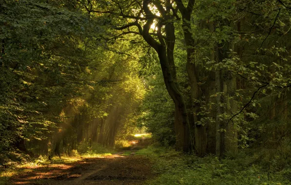 Picture road, forest, leaves, the sun, rays, light, trees, nature
