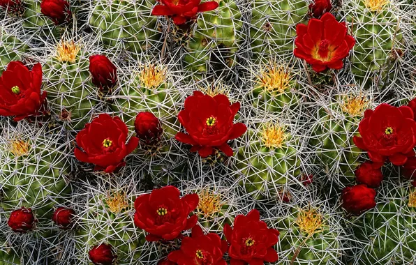 Needles, barb, cacti, buds, flowering, red flowers
