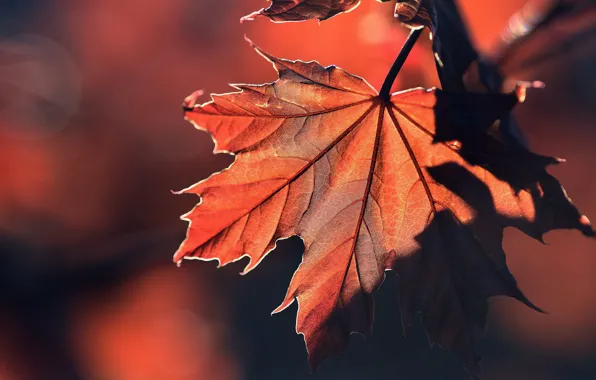 Macro, sheet, background, maple leaf