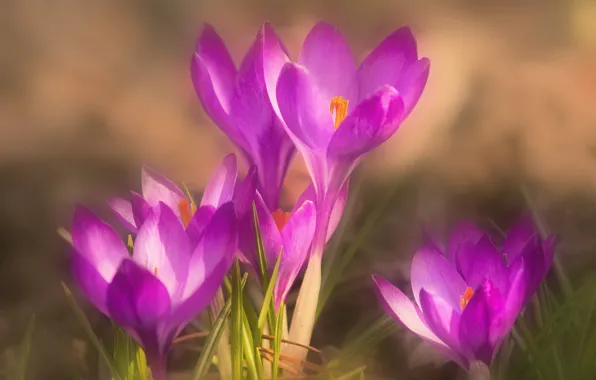 Macro, spring, crocuses, saffron