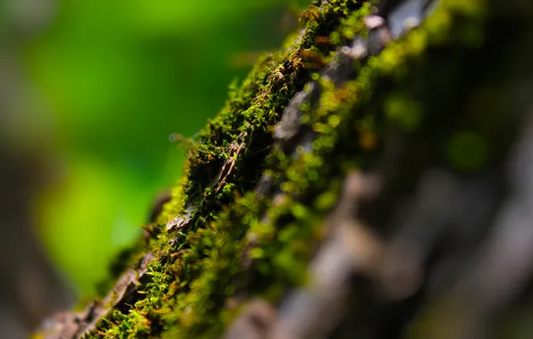 Picture summer, macro, trees, glare, moss, bokeh
