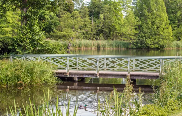 Picture trees, bridge, lake, Nature, duck, trees, bridge, lake