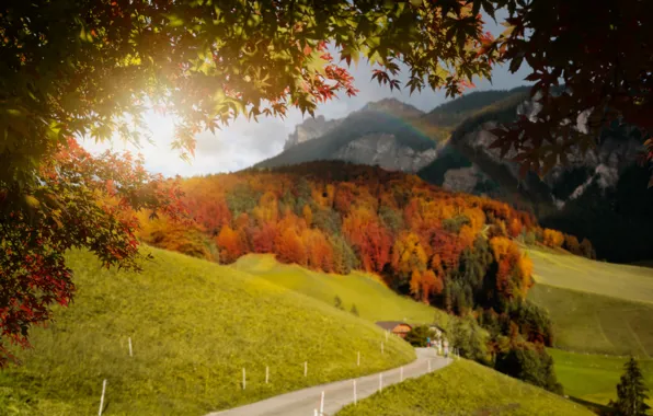 Autumn, leaves, trees, bridge, Park, forest, nature, yellow