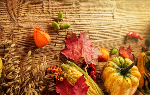 Picture autumn, leaves, berries, tree, corn, harvest, pumpkin, acorns