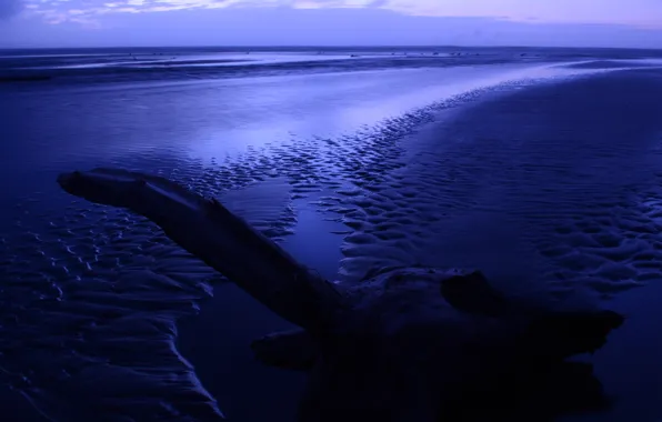The sky, Water, Sand, Clouds, The ocean, Beach, Tree, Horizon