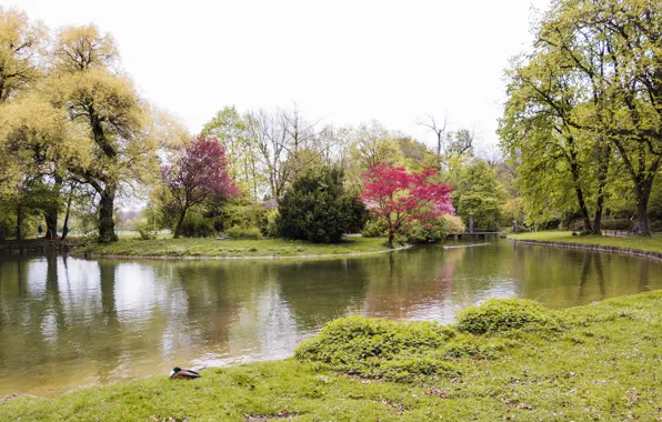 Trees, nature, Park, river
