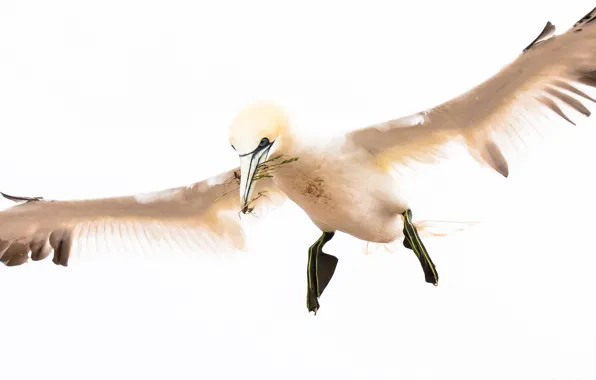 Picture flight, nature, bird