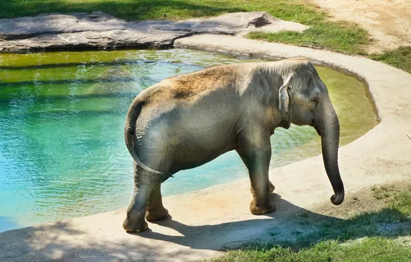 Picture water, light, stones, elephant, walk, pond, zoo