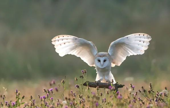 Light, owl, bird, wings, white, stroke, the barn owl