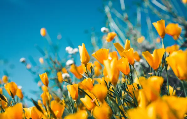 Summer, flowers, yellow tulips