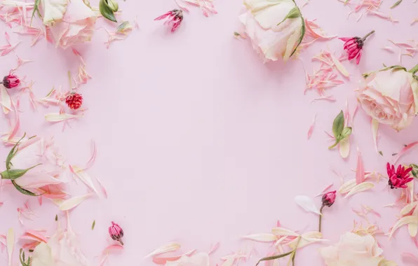 Flowers, roses, frame, petals, colorful, pink, pink, flowers