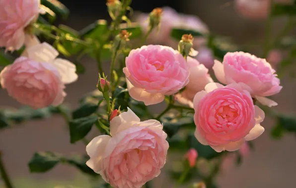 Leaves, light, flowers, branches, roses, garden, pink, bokeh