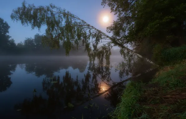 The sun, river, morning, birch
