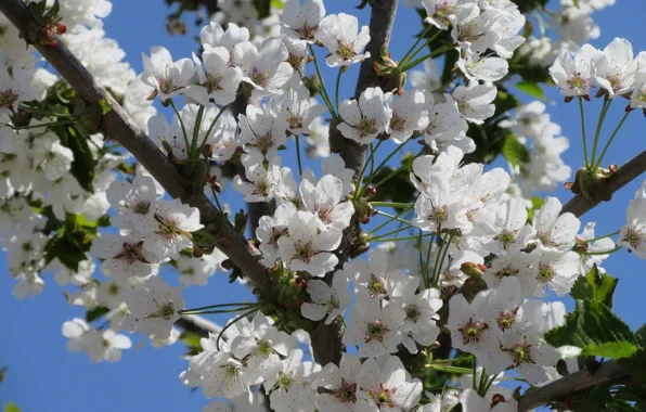 Flowering, cherry, April, spring 2018, Meduzanol ©