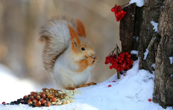 Winter, snow, pose, berries, tree, legs, protein, bark