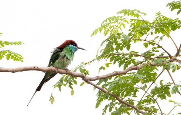 Tree, bird, branch, cheloeka