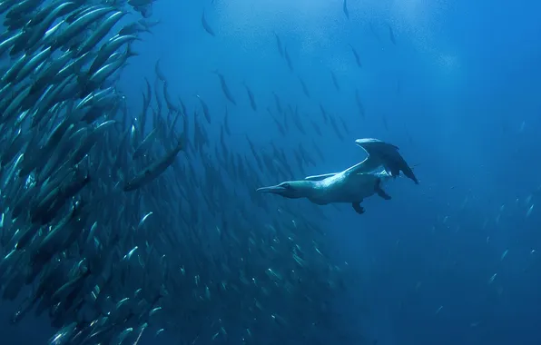 Bird, fish, South Africa, cant, Port St. Johns, Eastern Cape, Wild Coast