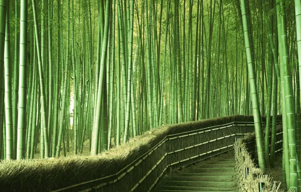 Picture greens, bamboo, Japan