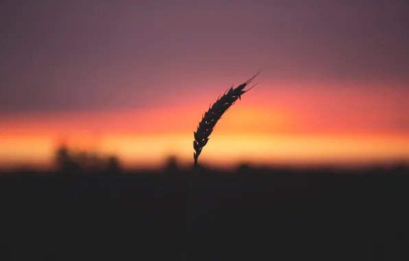 Nature, Sunrise, Plant, Morning, Dawn, Silhouette, Plants, Nature