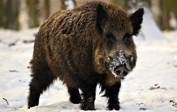 Picture animal, wildlife, boar