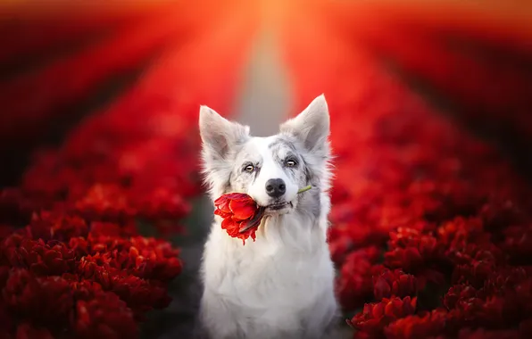 Field, face, flowers, dog, red tulips, The border collie