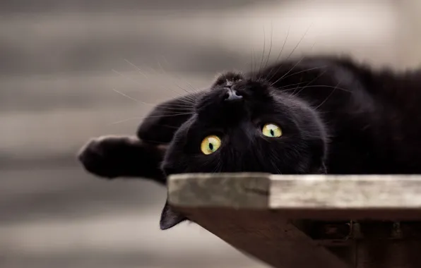 Eyes, look, muzzle, cat, black cat