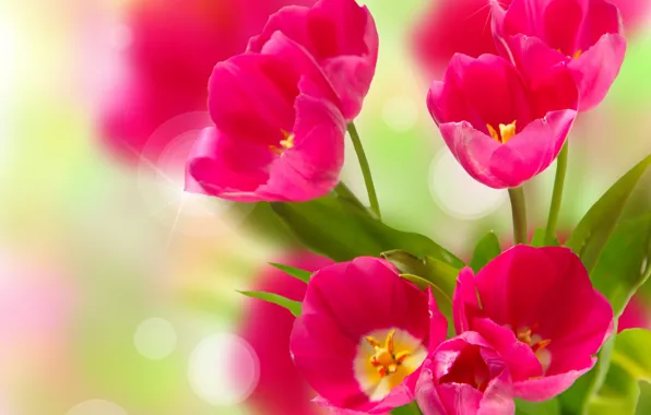 Picture flowers, tulips, red