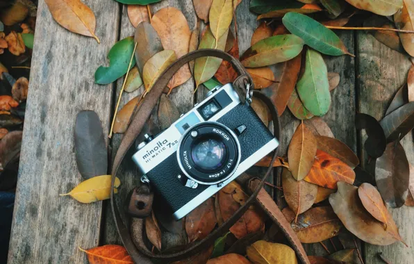 Autumn, leaves, the camera