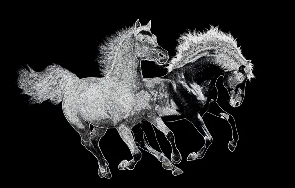 Horse, horses, contour plot