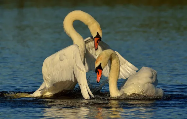 Picture water, love, birds, wings, a couple, swans