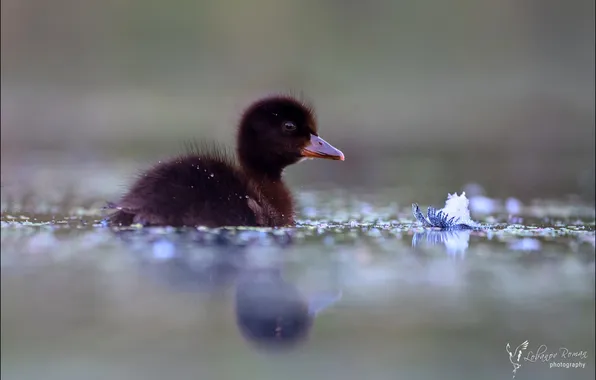 Chick, bokeh, a child of nature, Lobanov Roman, crested black, The baby and the moon …