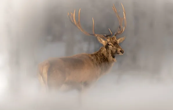 Picture forest, deer, Belarus, photohunt, Nadezhda Demkina